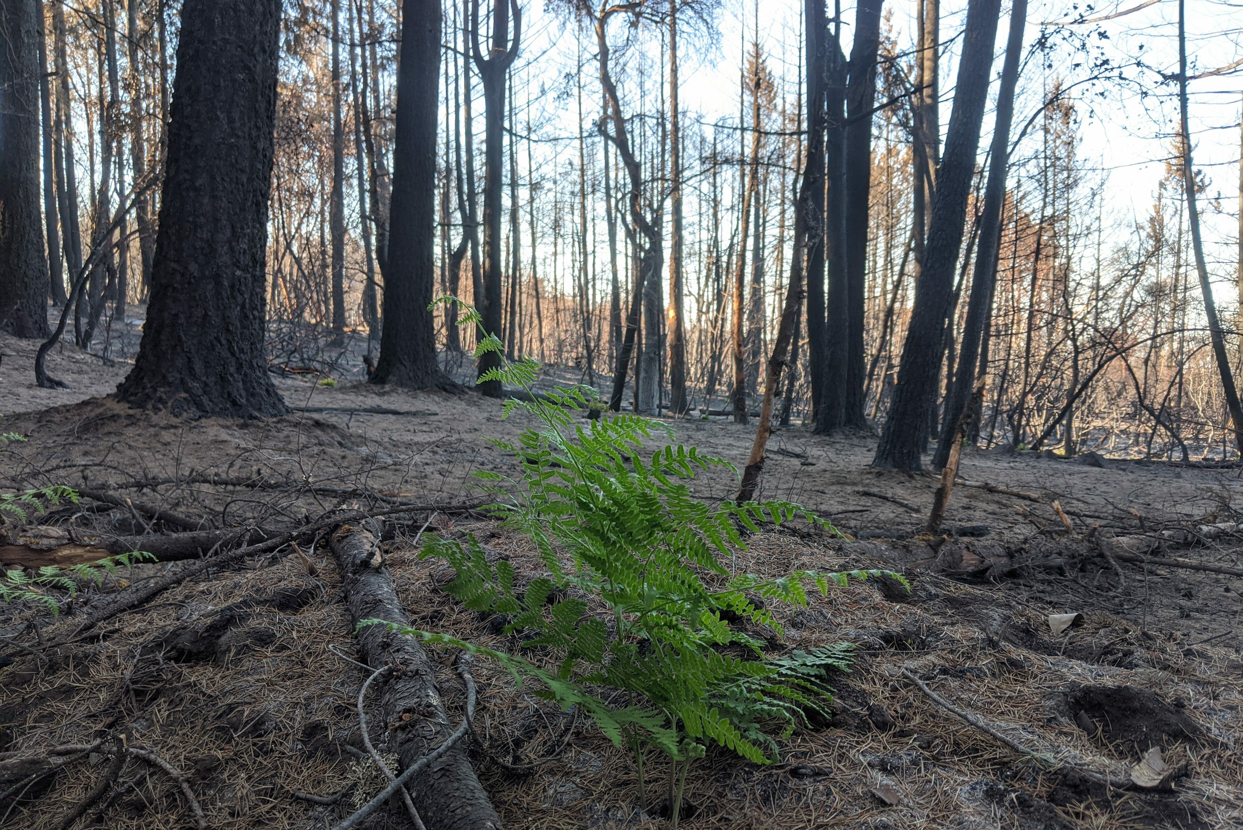 After the Burn | Land Trust Santa Cruz