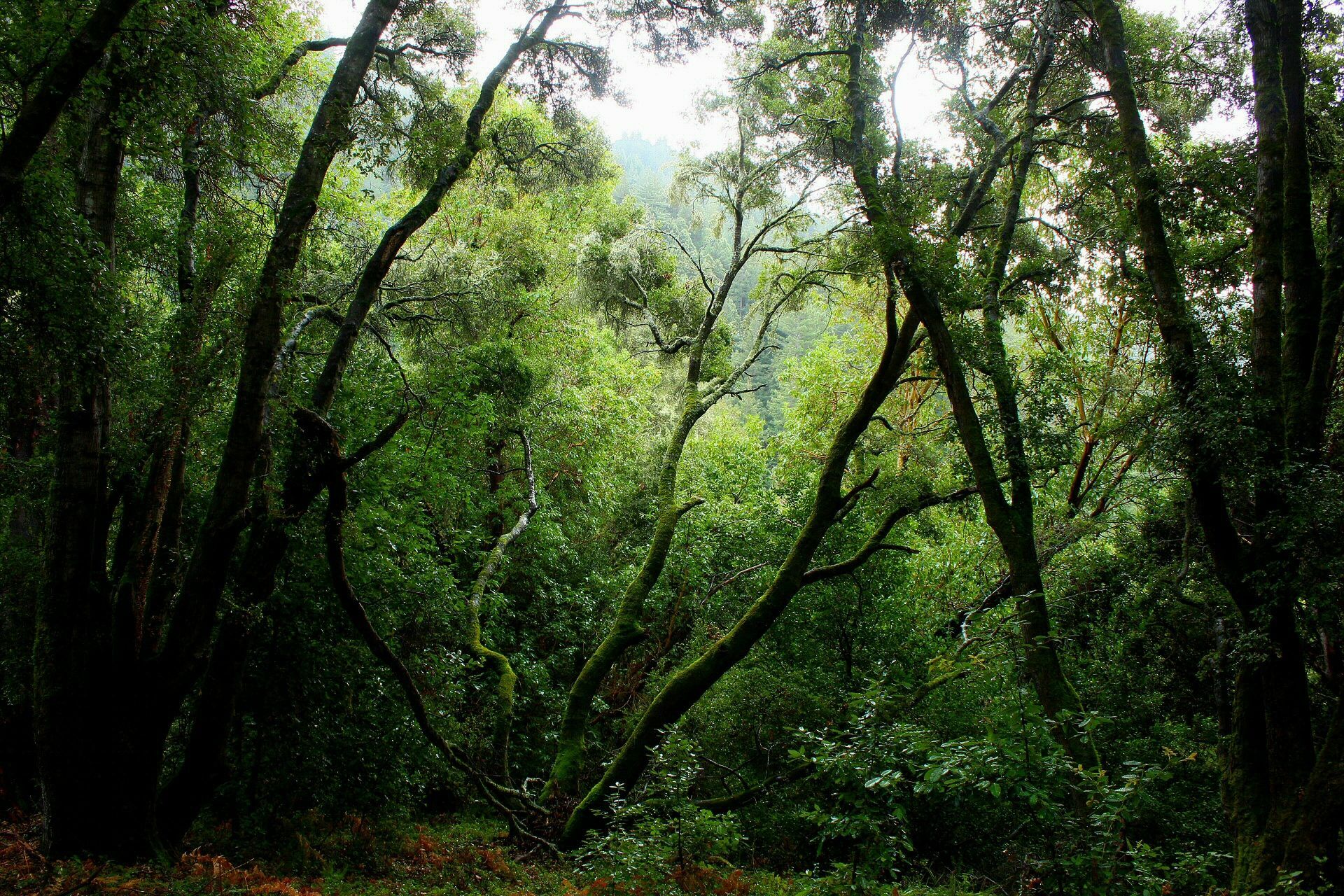 San Vicente Redwoods Land Trust Santa Cruz